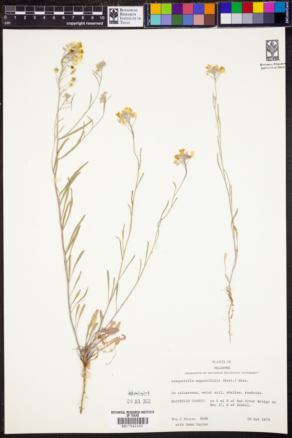 Lesquerella angustifolia image
