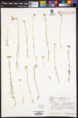 Lesquerella angustifolia image