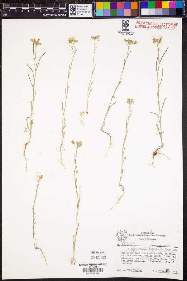 Lesquerella angustifolia image