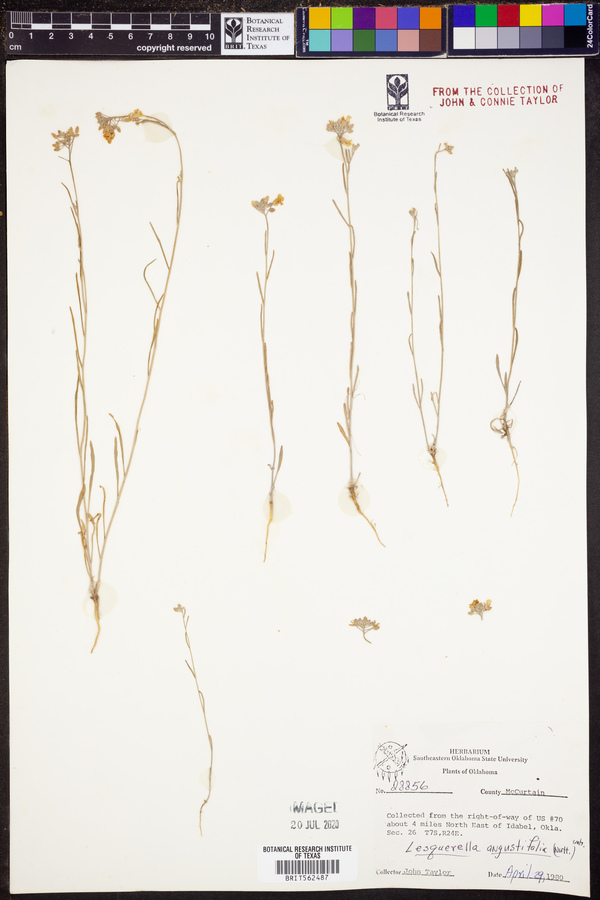 Lesquerella angustifolia image