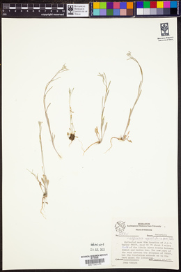 Lesquerella angustifolia image