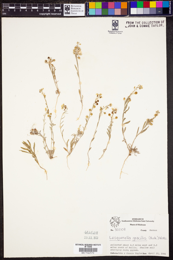 Lesquerella gracilis image