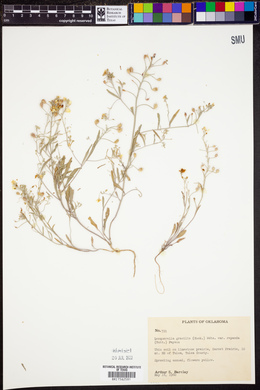 Lesquerella gracilis image
