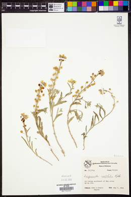 Lesquerella ovalifolia image