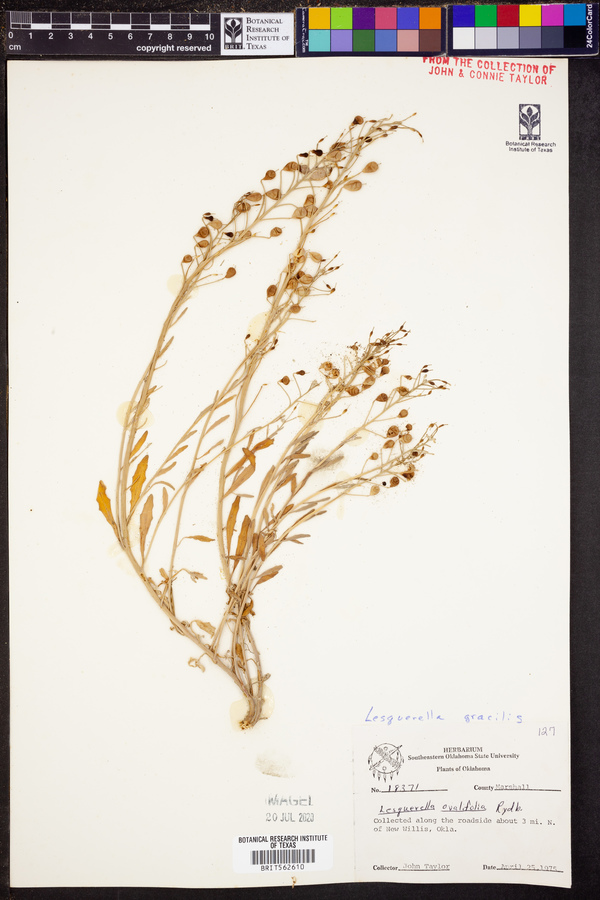 Lesquerella gracilis image