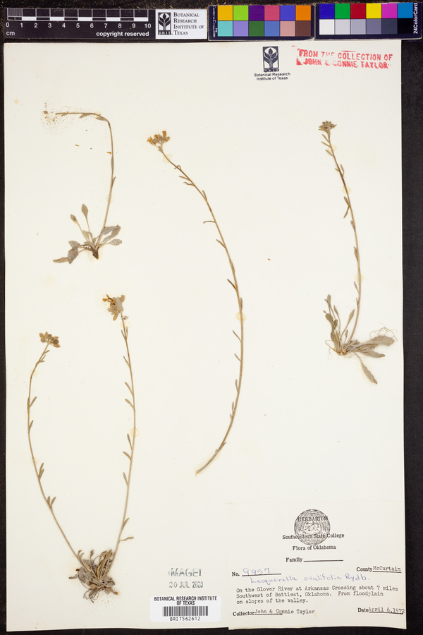 Lesquerella ovalifolia image