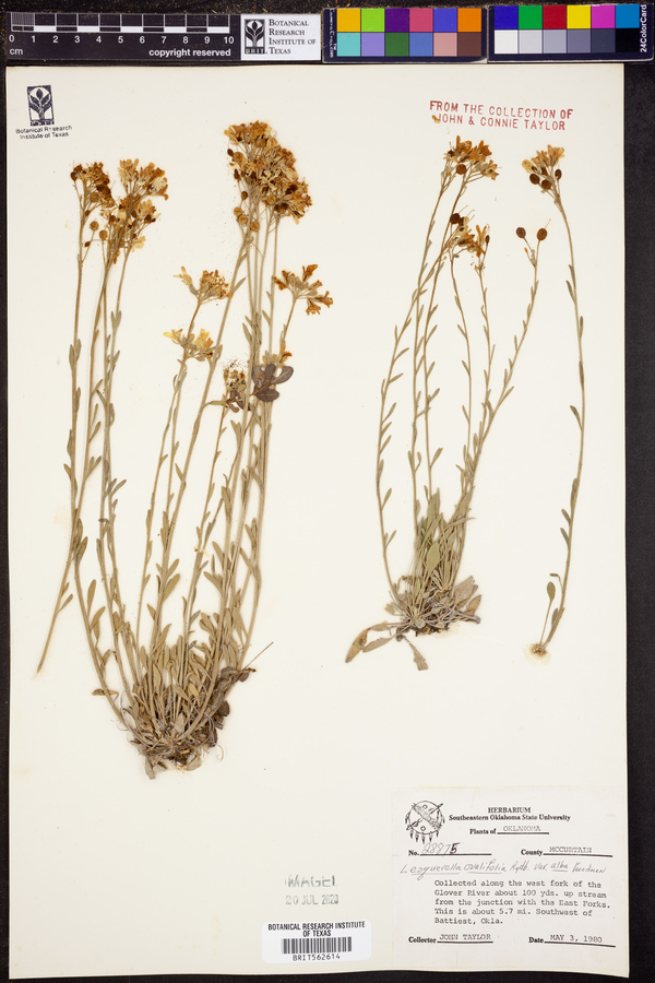 Lesquerella ovalifolia ssp. alba image