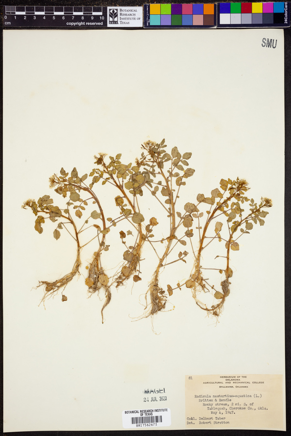 Radicula nasturtium-aquaticum image