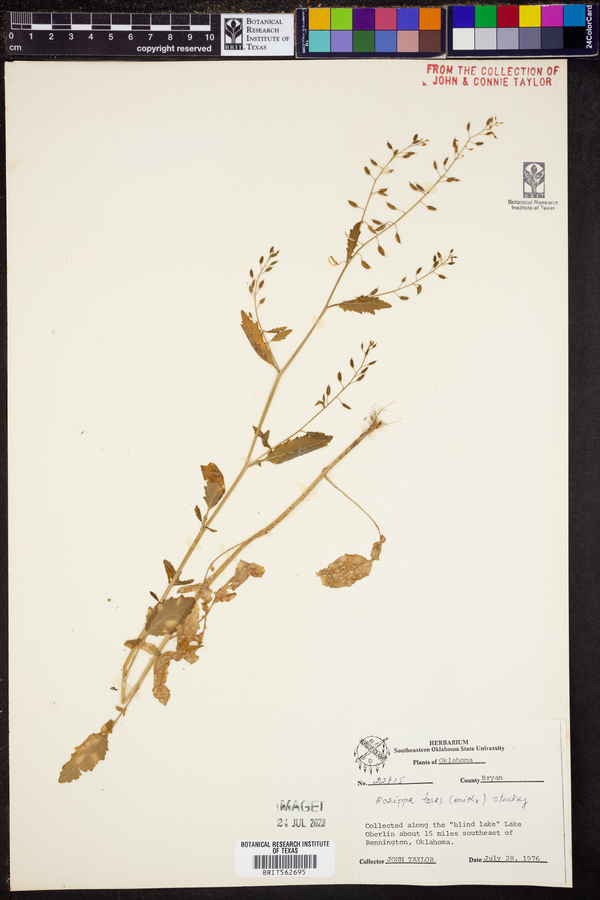 Rorippa teres image