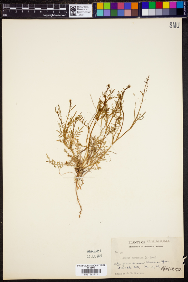 Sibara virginica image