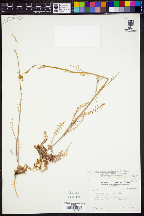 Sibara virginica image