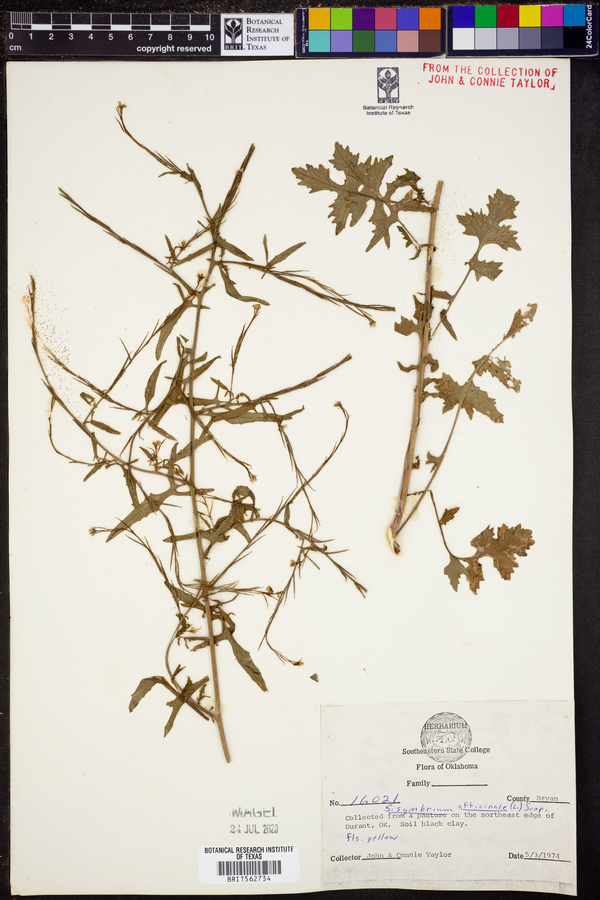 Sisymbrium officinale image