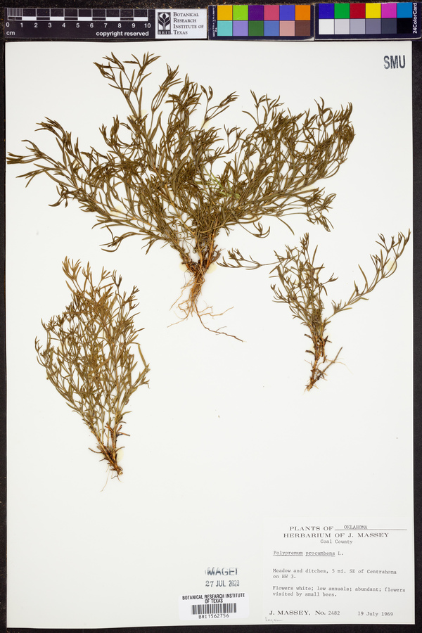 Polypremum image