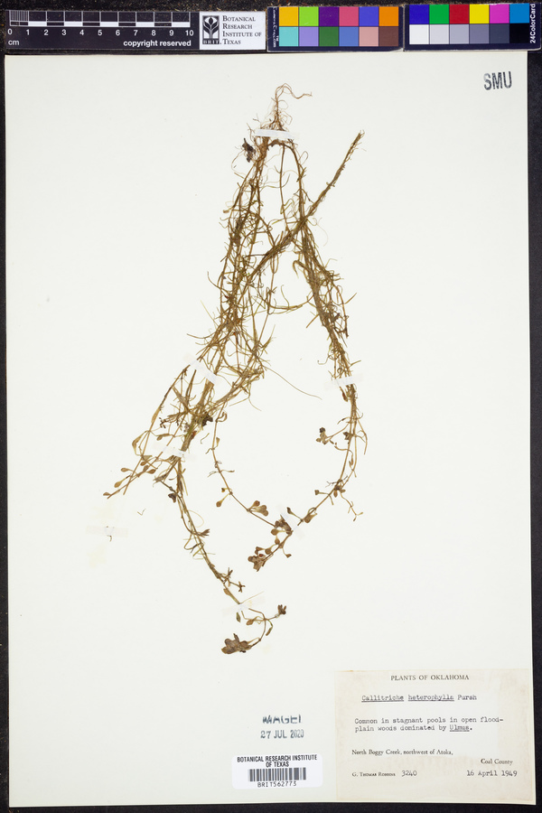 Callitriche heterophylla image