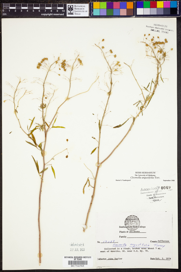 Cleomella angustifolia image