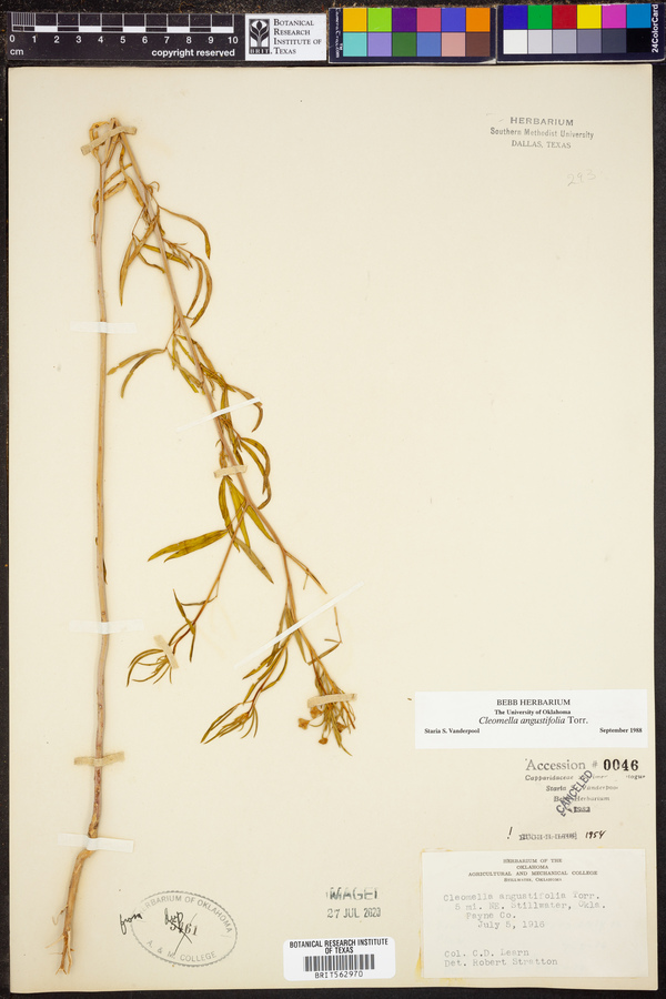 Cleomella angustifolia image