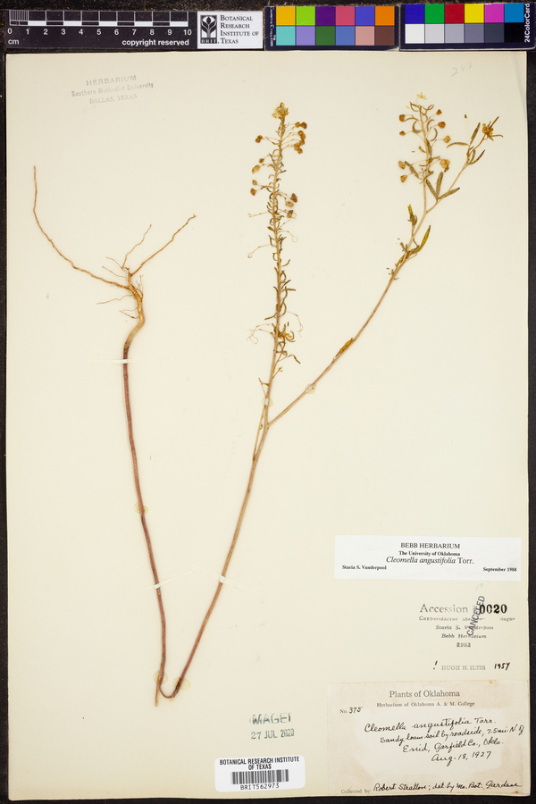 Cleomella angustifolia image