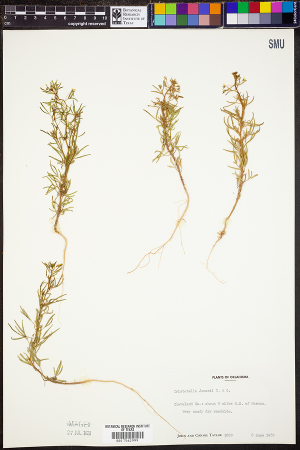 Polanisia jamesii image