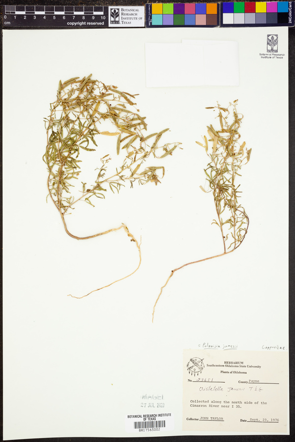 Polanisia jamesii image