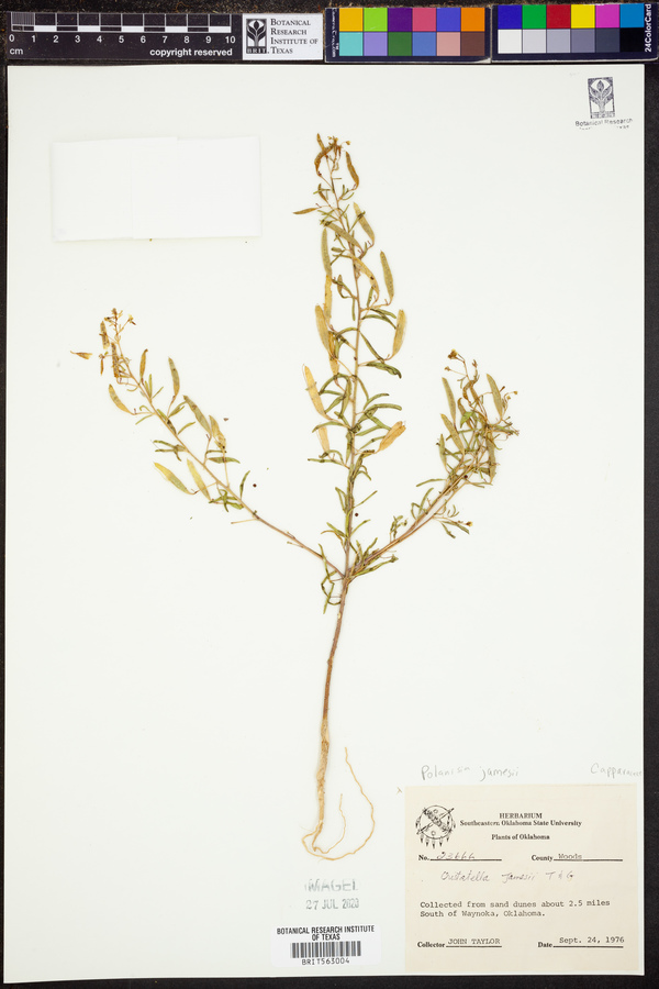 Polanisia jamesii image