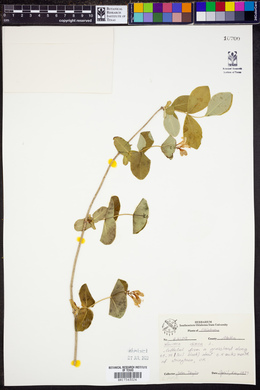 Image of Lonicera dioica