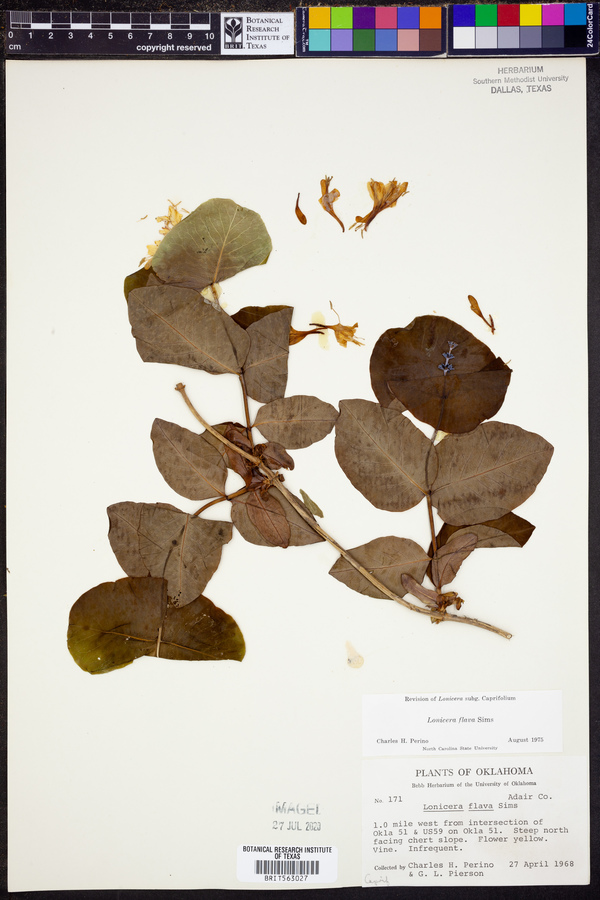 Lonicera flava image