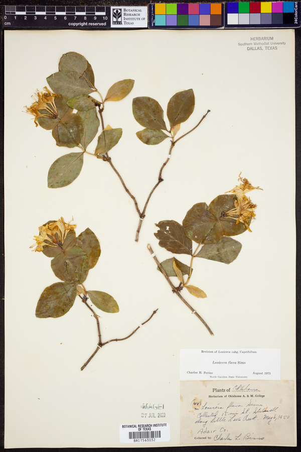 Lonicera flava image