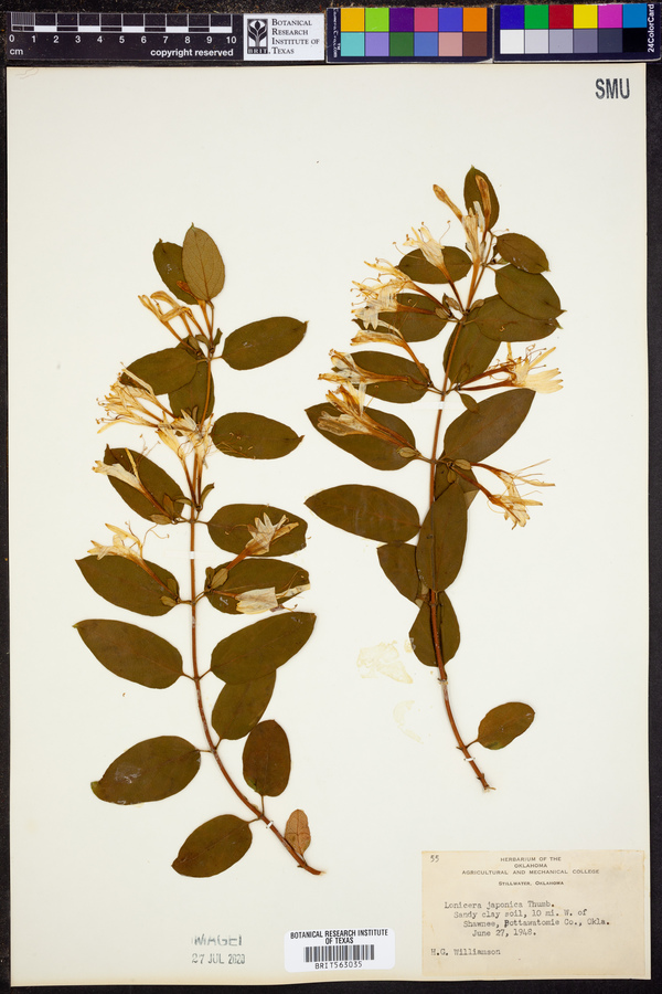 Lonicera japonica image