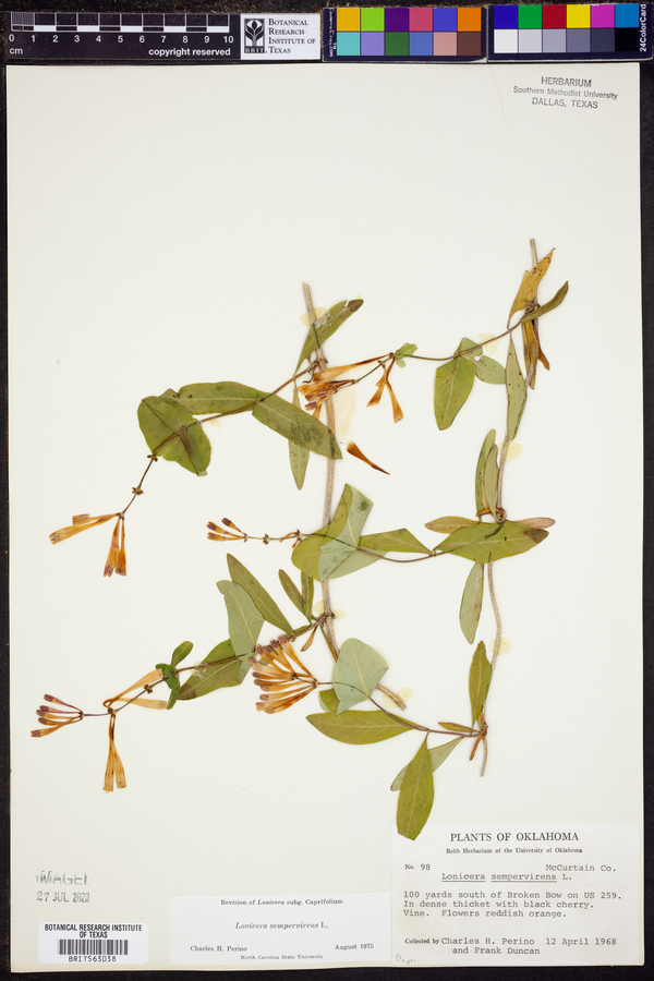 Lonicera sempervirens image