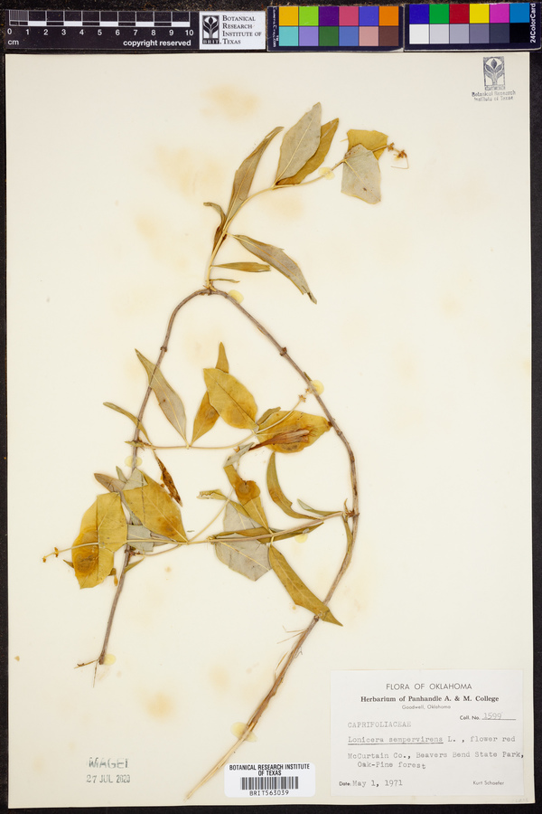 Lonicera sempervirens image