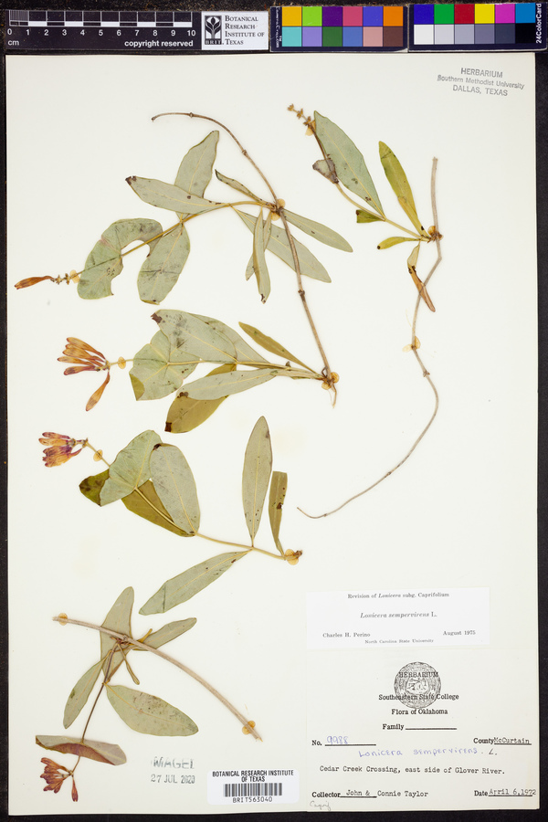Lonicera sempervirens image