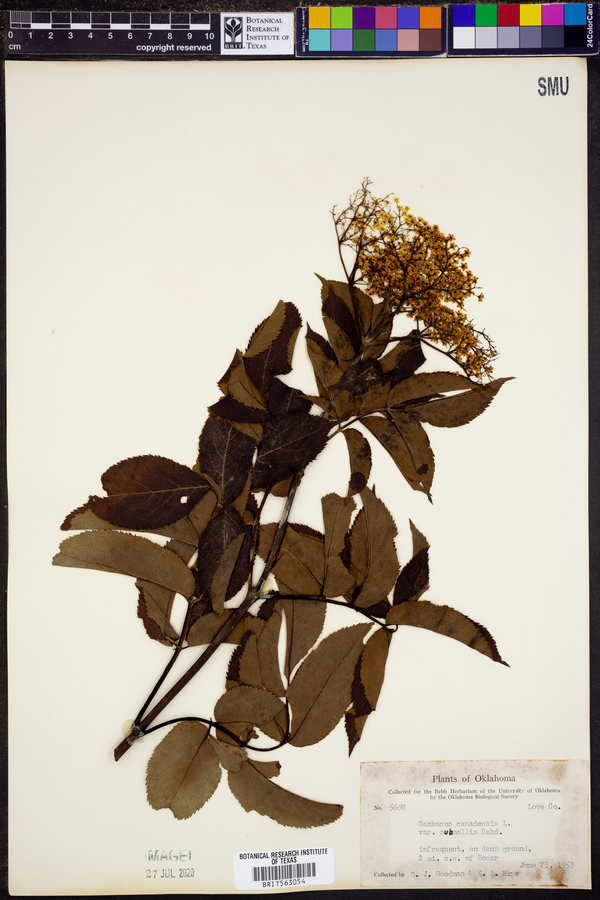 Sambucus canadensis image