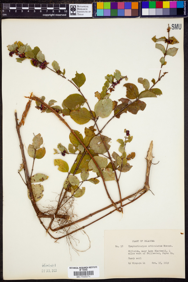 Symphoricarpos orbiculatus image