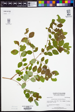 Symphoricarpos orbiculatus image