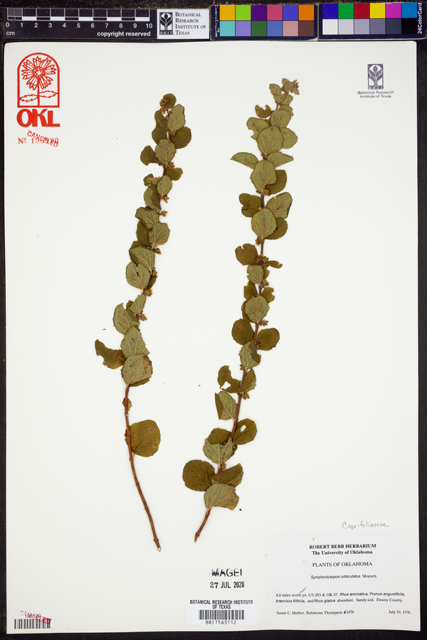 Symphoricarpos orbiculatus image