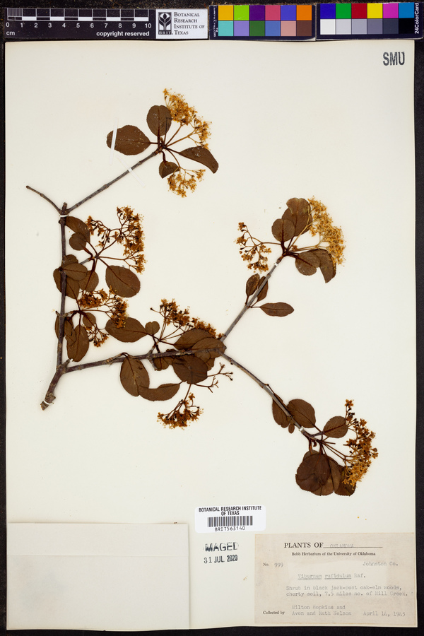 Viburnum rufidulum image