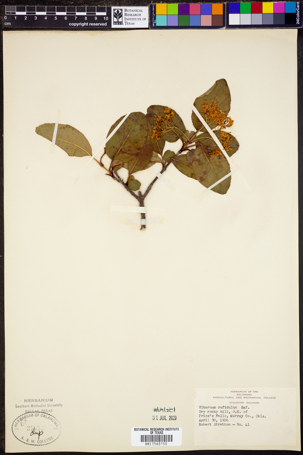 Viburnum rufidulum image