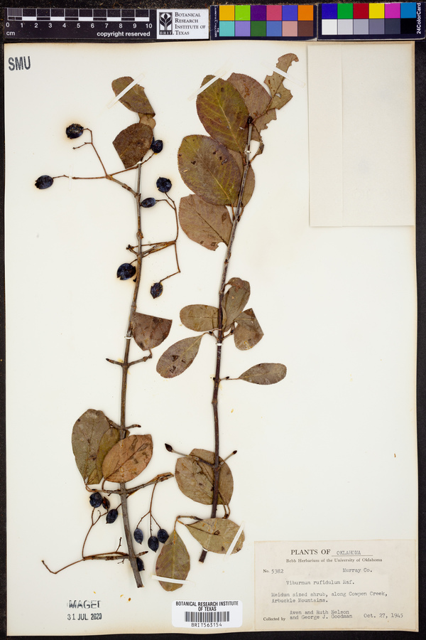 Viburnum rufidulum image