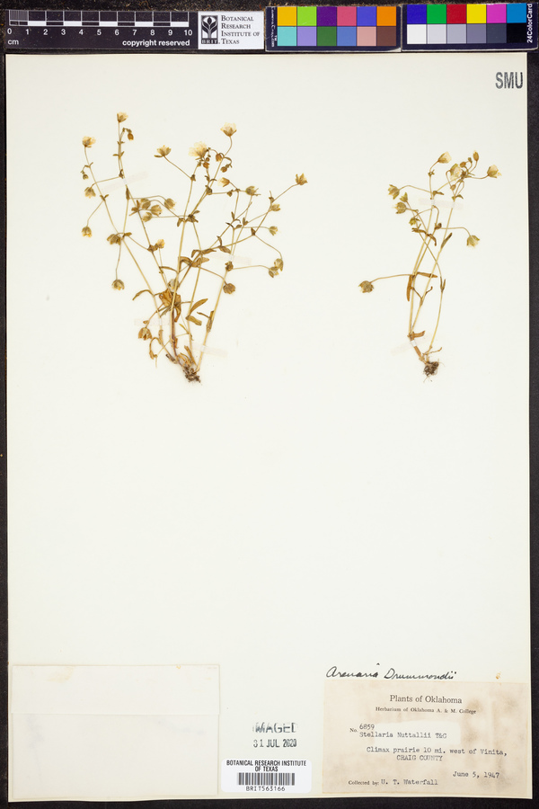 Stellaria nuttallii image