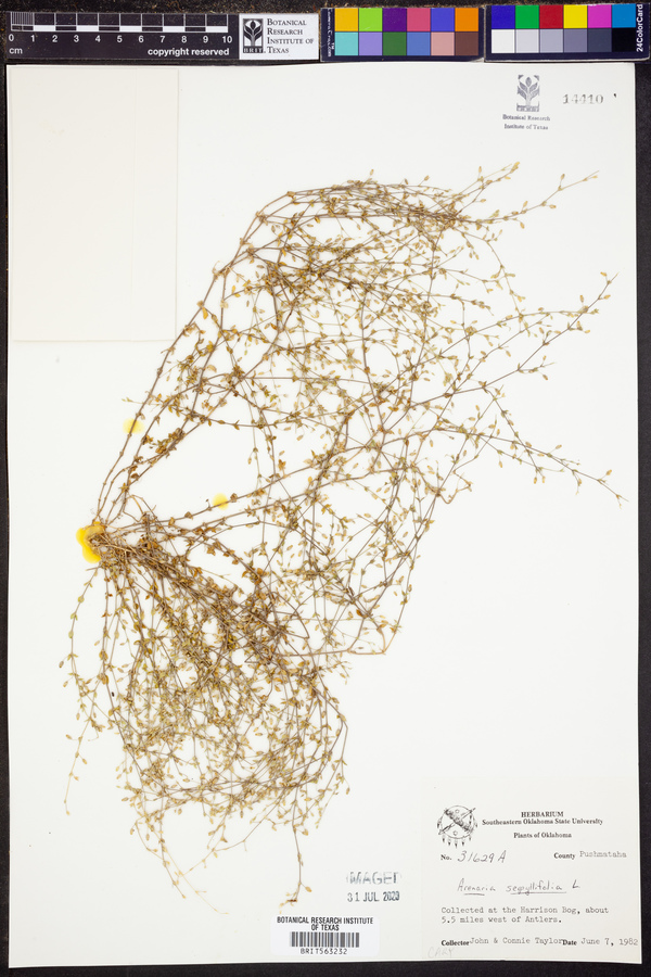 Arenaria serpyllifolia image