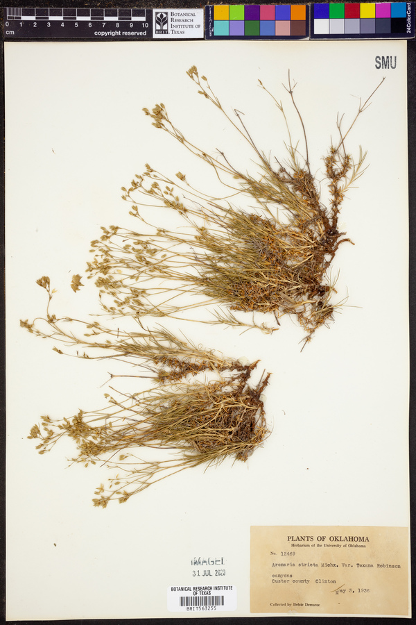 Arenaria stricta image