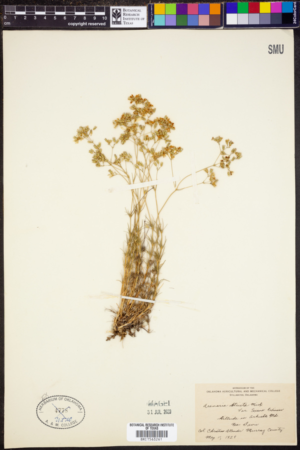 Arenaria stricta var. texana image