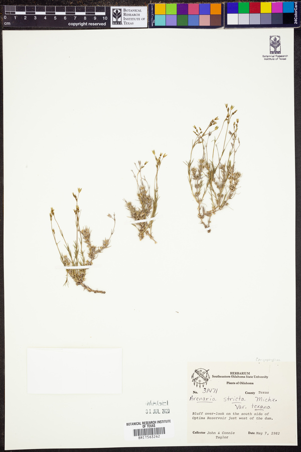 Arenaria stricta image