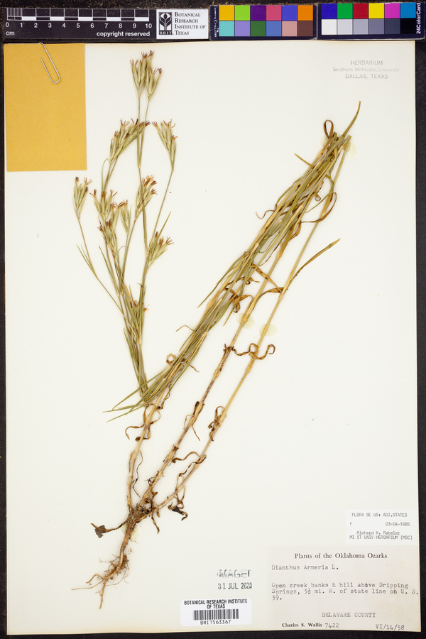 Dianthus armeria image