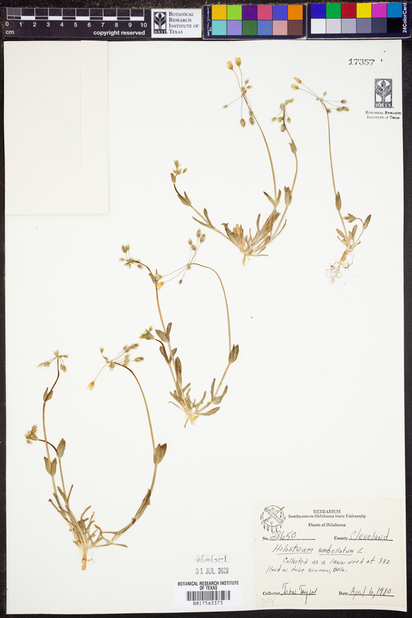 Holosteum umbellatum image