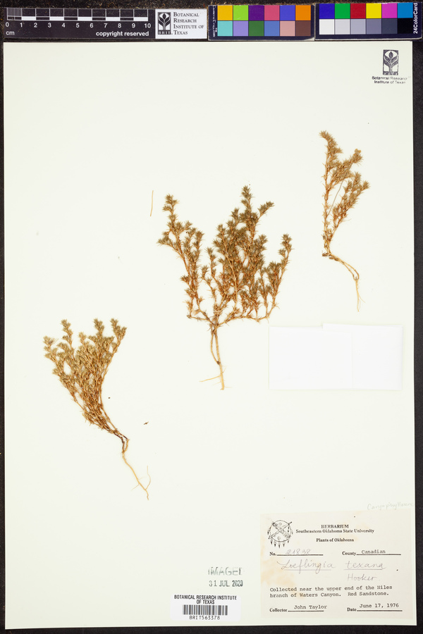 Loeflingia squarrosa ssp. squarrosa image