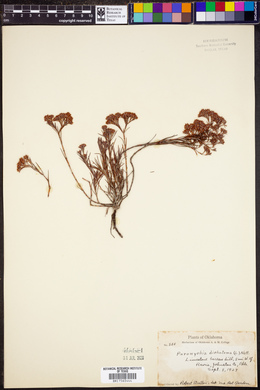 Paronychia dichotoma image