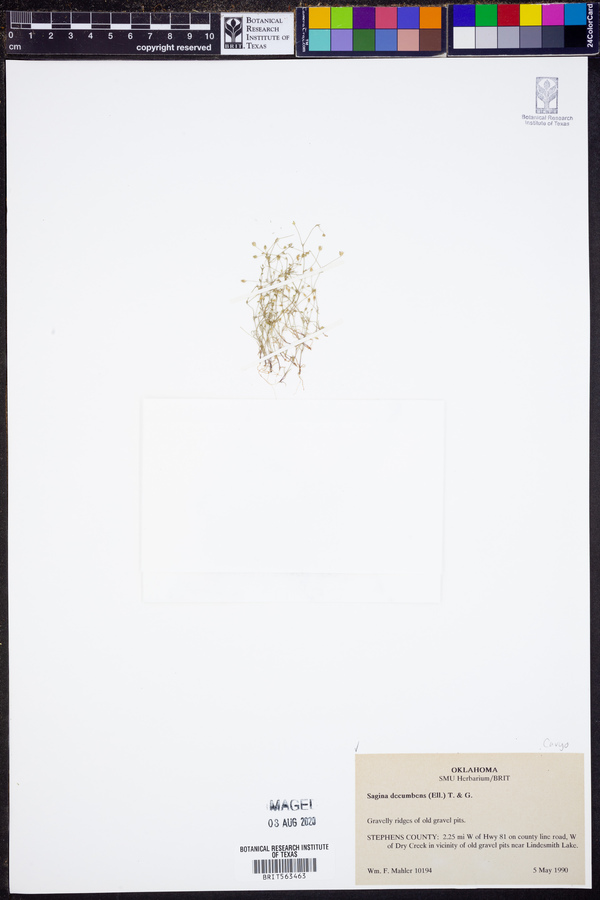 Sagina decumbens image
