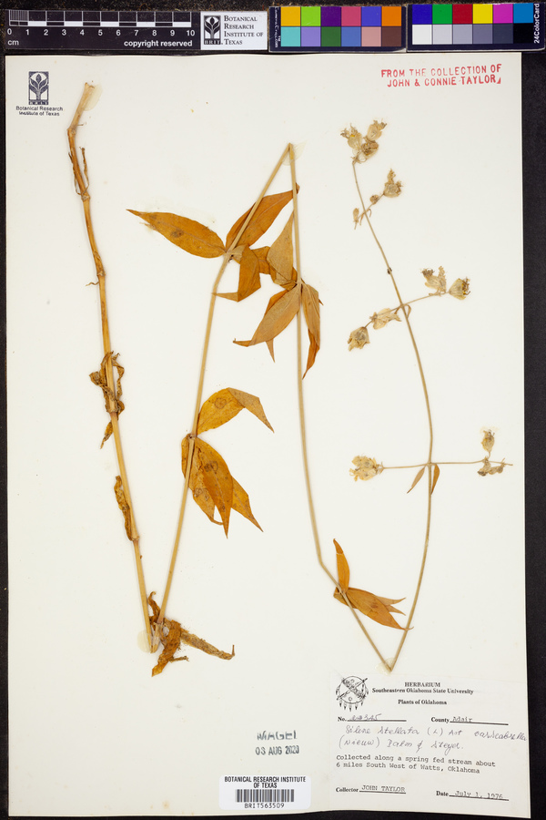 Silene stellata image