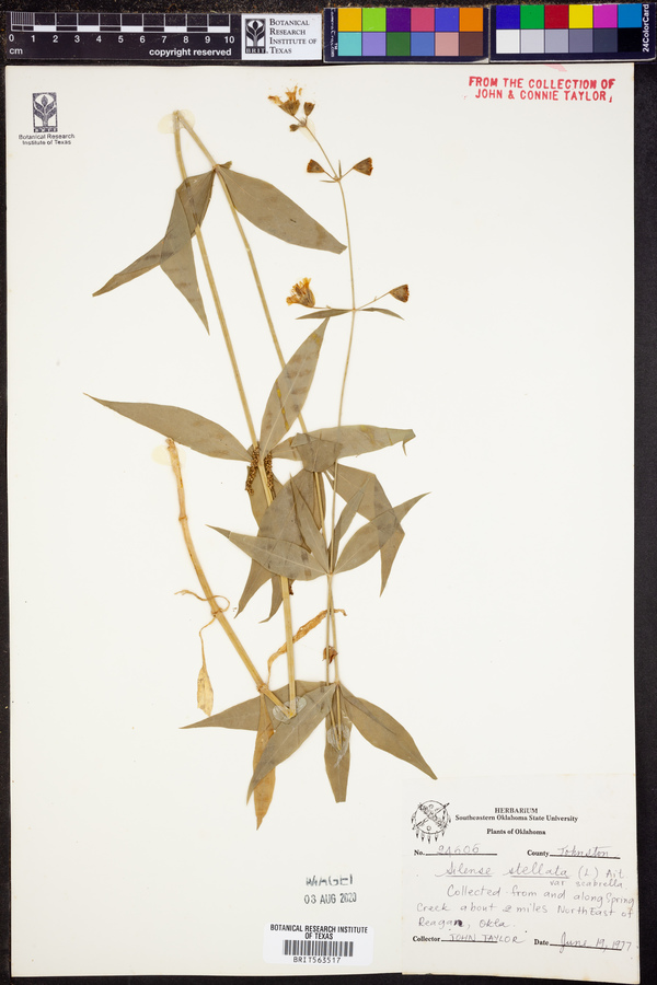 Silene stellata image